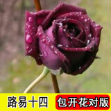 8年玫瑰老桩花苗玫瑰盆栽花卉观赏花植物阳台室内室外盆栽地栽花老桩蔷薇花多次开花 路易 【22号】5棵装 不含盆