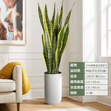 叹为观止大型盆栽金钱榕百合竹金钱树发财树清香木办公室内落地款中型植物 虎皮兰【1.1-1.3米】 含盆