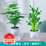 祺典花卉植物室内花办公桌面净化空气水培小绿植好养易活驱蚊盆栽 【节节高升组合】富贵竹+文竹 带盆栽好