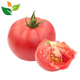 有机西红柿1斤 自然熟有机认证无激素无农残沙拉食材汇基地直发 2斤