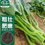 寿禾 芥兰种子种苗四季种植春季蔬菜种籽 潍育卓脆芥兰种子20g/袋