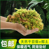 金利佳（Jeneca）爬宠苔藓棷土乌龟爬虫冬眠保暖无菌椰砖垫材产卵池场地布景种绿槙 【苔藓120g】