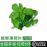 绿食者 新鲜薄荷叶 Mojito调酒茶饮泡水装饰可食用薄荷叶香料蔬菜 500g