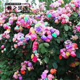 6颗6年蔷薇花苗四季开花蔷薇牡丹花苗正宗精品蔷薇爬藤大花浓香庭院植物盆栽花卉玫瑰月季爬墙玫瑰墙薇 混搭随机6年苗【23号】6颗