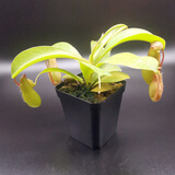 八目尚賞捕蝇草盆栽新奇趣味捕虫草食人花卉绿植食虫草新奇趣味捕蝇草 小猪笼草(简易盆发货)  带盆栽好