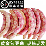 辰实【发顺丰】东北黄金勾豆角 新鲜黄金钩 现摘油豆角特产蔬菜八月忙 3斤 新鲜黄金勾豆角