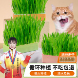 萌小贝 黄绿猫草盒+5包种子 无土水培猫草小麦种子盆栽去毛球猫咪零食