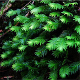孙凯（SUNKAI）鲜活苔藓青苔藓 微景观植物盆景生态瓶diy绿植水陆缸假山盆栽盆景