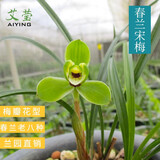 艾莹四季兰花苗兰宝石中矮种夏带花苞出售浓香花卉新手好养盆栽 宋梅2苗连体