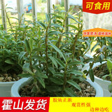 汪特 霍山铁皮石斛苗鲜条株兰米斛枫斗苗煲汤榨汁可食用有基肥和盆