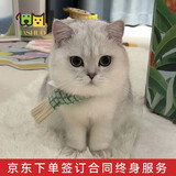 佳朔金渐层活体宠物猫咪幼猫纯种英短全程辅助养猫签订合同双重保障 宠物级 英短银渐层