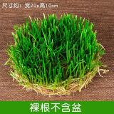 鑫干和铜钱草水培盆栽室内室外花卉金钱草绿植吸绿植花草植物 铜钱草根系一份