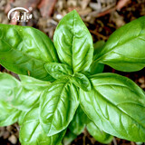 寿禾家庭花草盆栽香草植物迷迭香百里香甜罗勒九层塔阳台种植盆栽苗 罗勒幼苗 10棵+2棵