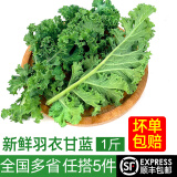 绿食者 羽衣甘蓝 绿叶甘兰嫩叶芥蓝菜kale西餐沙拉健康轻食新鲜蔬菜 250g