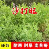 简雪进口牧草种子四季多年生鱼草耐寒抗旱喂养鸡鸭鹅猪牛羊鱼兔草籽孑 沙打旺种子1斤