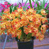 兰花苗大花蕙兰墨兰 虎头兰当年开花大花惠兰春兰苗盆栽室内阳台桌面花卉 黄淳水晶