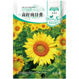 花友秀 向日葵种子太阳花高杆矮家庭盆栽 阳台 办公室 庭院花坛盆栽 高杆向日葵种子30粒