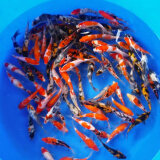 贝冠奇金鱼活体观赏鱼草金冷水鱼锦鲤活鱼小型小金鱼宠物冷水活体鱼包邮 锦鲤3条（17-21cm）可备注品种