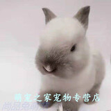 志信亿星垂耳兔子活物小型茶杯兔子一对猫猫兔道奇宠物兔折耳兔小兔子活体 暹罗侏兔1只 1母
