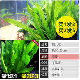 异景园鱼缸水族箱造景水榕沉木活体水草淡水无土植物后景真水草净水增氧 绿九冠(1发2，2发5)