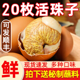 活珠子13天毛蛋山东新鲜鸡胚蛋钢化蛋真空包装开袋即食熟食带蘸料 香辣活珠子20枚 带蘸料