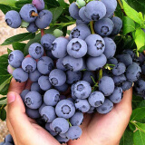特大果高产蓝莓苗带土发货蓝莓树苗南方北方种植盆栽地栽当年结果 3年苗（当年可少量结果） 40cm(含)-50cm(不含)