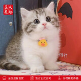 涴喵 苏氏纯种英短幼猫短毛猫大脸猫宠物猫咪活体辅助喂养 宠物级 【矮脚曼基康】