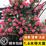 坤卉蔷薇花苗爬藤耐寒藤本月季特大爬墙花卉阳台盆栽庭院植物四季开花 粉色达芬奇（当年开花爆满） 1.6米左右爬藤特大苗