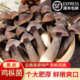 松見云南特产新鲜黑皮鸡枞菌菇鸡枞菌新鲜菌菇汤菌类现采现发顺丰速发 【1000克】新鲜黑皮鸡枞菌