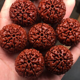 智初 精挑尼泊尔大金刚菩提子手串爆肉沉水姜黄皮新籽原籽七八瓣佛珠 8瓣20-22mm11颗【精品树王籽】