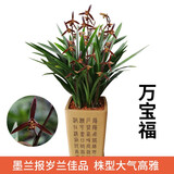 劉閣蘭花南靖金边兰花雪女现带花苞出售建兰四季兰花苗好养花卉名品 万宝福5苗连体