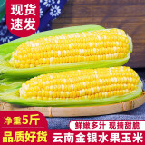 中鲜生云南水果玉米 新鲜甜玉米 现摘玉米棒 生鲜蔬菜可生吃火锅食材 5斤 【净重】约5-8根