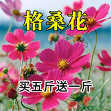 简雪花卉种子花籽四季种易活四季开花室外鲜花盆栽种植庭院室内多年生 红色波斯菊种子1斤