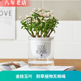 雅卉水培植物盆栽发财树办公室内小绿植芦荟吊兰花卉盆栽好养 【懒人盆】金枝玉叶 含盆