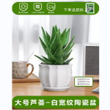 叹为观止18种吊兰任你选金边吊兰各种盆栽花卉客厅垂吊桌面植物净化空气 大号芦荟【陶瓷盆】 含盆