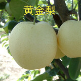 HUAHUIYOU梨树苗 秋月梨苗莱阳秋月蜜梨嫁接树苗盆栽南方北方种植 黄金梨4年苗 81cm(含)-110cm(含)