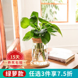 惜林园 水培绿植盆栽好养易活植物文竹净化空气室内办公室桌面花卉摆件