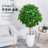 瑰玮送货上门辫子发财树大型绿植室内花卉家居盆栽办公室客厅开业乔迁 平安树约50-60厘米 不含盆