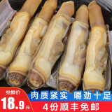 渔哥戏鱼蛏子王肉竹蛏子鲜活现剥250g 即食蛏子干海圣子鲜活现剥 250g