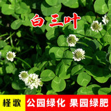 简雪进口牧草种子四季多年生鱼草耐寒抗旱喂养鸡鸭鹅猪牛羊鱼兔草籽孑 白三叶种子1斤