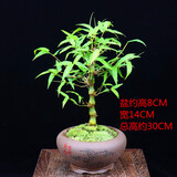 佛肚竹盆栽罗汉竹葫芦竹阳台室内绿植观赏竹竹子植物办公室 佛肚竹+鸟语花香紫砂盆 带盆栽好