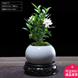 幼薇小叶栀子花四季盆栽植物室内好养办公室桌面带盆景花苞开花小绿植 栀子花+白色琉璃盆+圆形底盘 带盆栽好