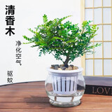 驱蚊虫清香木盆栽净化空气植物客厅防蚊植物正宗胡椒木花卉 清香木+台球玻璃盆