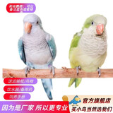 万宠汇 鸟活体虎皮鹦鹉笼养牡丹玄风活鸟学说话手养小太阳鹦鹉宠物鹦鹉 和尚鹦鹉1只（颜色公母备注）