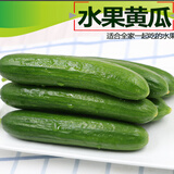 京鲜生 山东水果小黄瓜净重5.1斤单果80g+ 健康轻食 源头直发