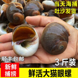 海鲜水产鲜活大猫眼螺 大沙螺红香螺新鲜猫眼螺玉螺海鲜贝类海螺 猫眼螺 500g 简装 4斤装【7～10个左右/斤】