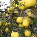 HUAHUIYOU梨树苗 秋月梨苗莱阳秋月蜜梨嫁接树苗盆栽南方北方种植 雪花梨4年苗 81cm(含)-110cm(含)