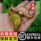 藕荷泥（OUHENI）现摘洪湖新鲜菱角老菱角黑菱角青菱角米新鲜粉糯湖北特产生鲜棱角 洪湖老菱角4斤 顺丰/京东保鲜发货