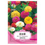 绿林花语 百日草种子百日菊混色花卉种籽花期长四季阳台庭院盆栽绿化种植