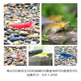 春瑞黑壳虾水族箱水草缸清洁除藻工具淡水观赏虾大和藻虾宠物活体饲料 5种各5只